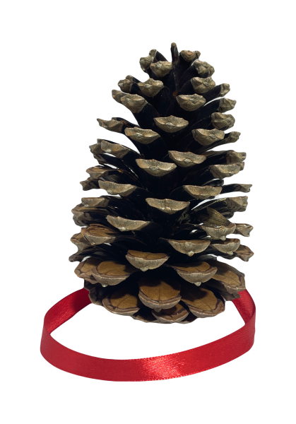 echter Pinienzapfen Durchmesser 10 cm Höhe ca. 15 cm mit rotem Anhänger