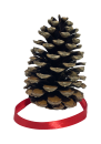 echter Pinienzapfen Durchmesser 10 cm Höhe ca. 15 cm mit rotem Anhänger